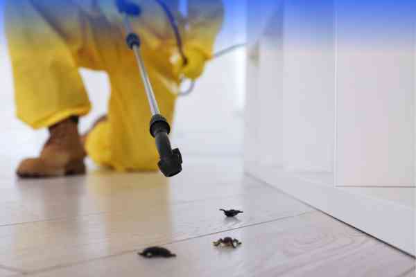 Termite Control